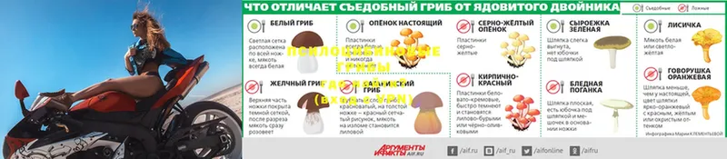 купить наркотики цена  Нахабино  Галлюциногенные грибы MAGIC MUSHROOMS 